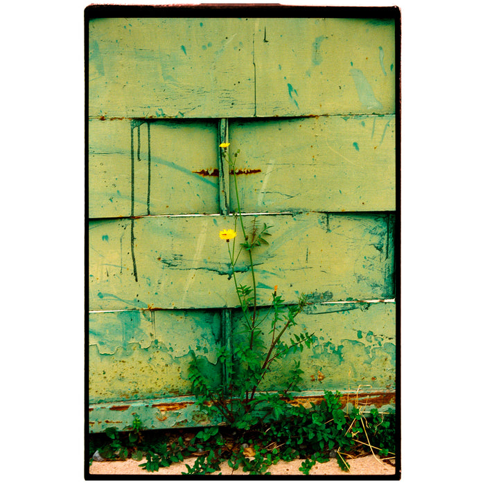 Película - 4Hundred 400 36 Exp.