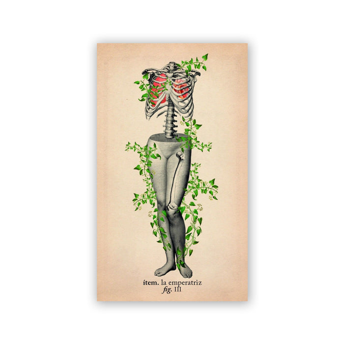 Baraja de Tarot - "El tarot de Anatomía y Botánica Antiguas" de Claire Goodchild