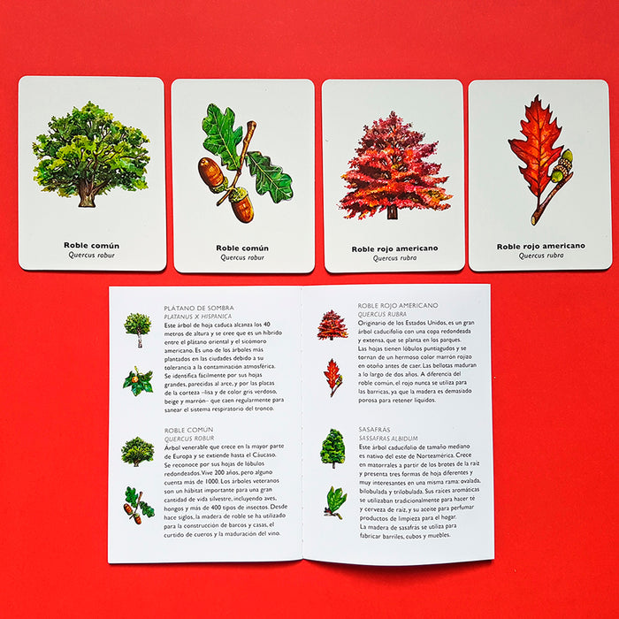 Juego de memoria - "Encuentra la hoja" 🌲🍁