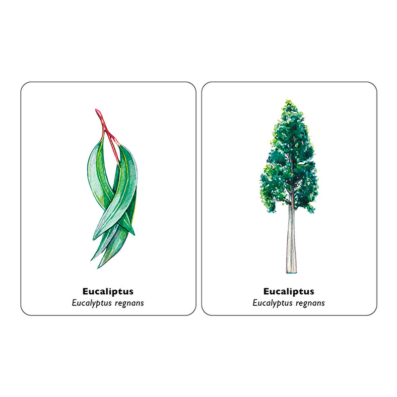 Juego de memoria - "Encuentra la hoja" 🌲🍁