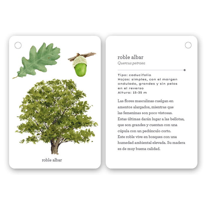 Guía - "Fíjate: Árboles" de Anna Sanjuan y Carme Clopés