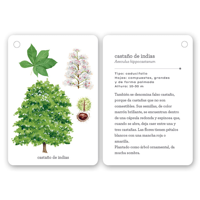 Guía - "Fíjate: Árboles" de Anna Sanjuan y Carme Clopés