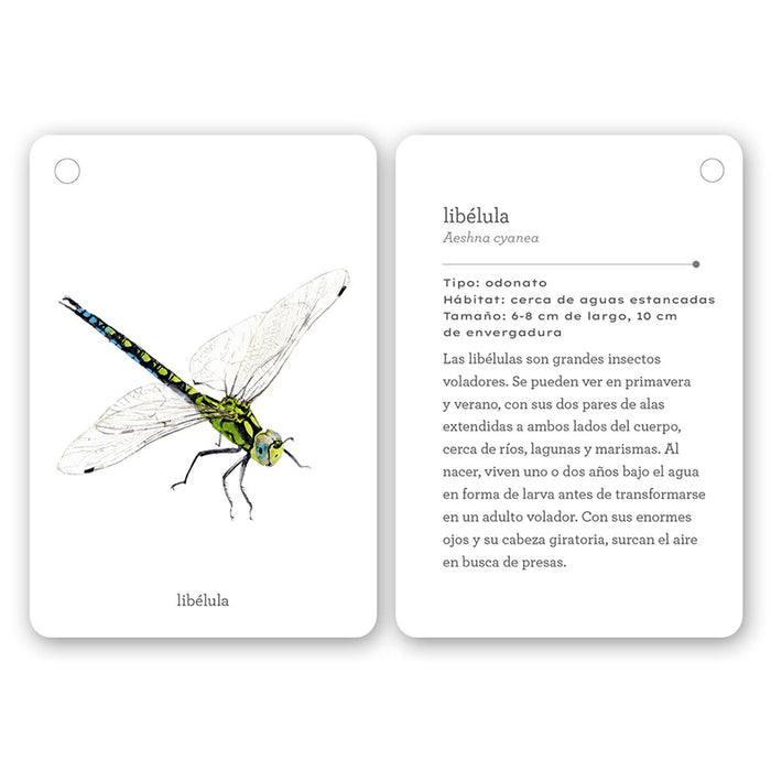 Guía - "Fíjate: Insectos" de Anna Sanjuan y Alex Nogués