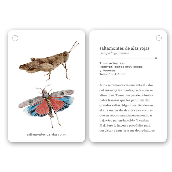 Guía - "Fíjate: Insectos" de Anna Sanjuan y Alex Nogués