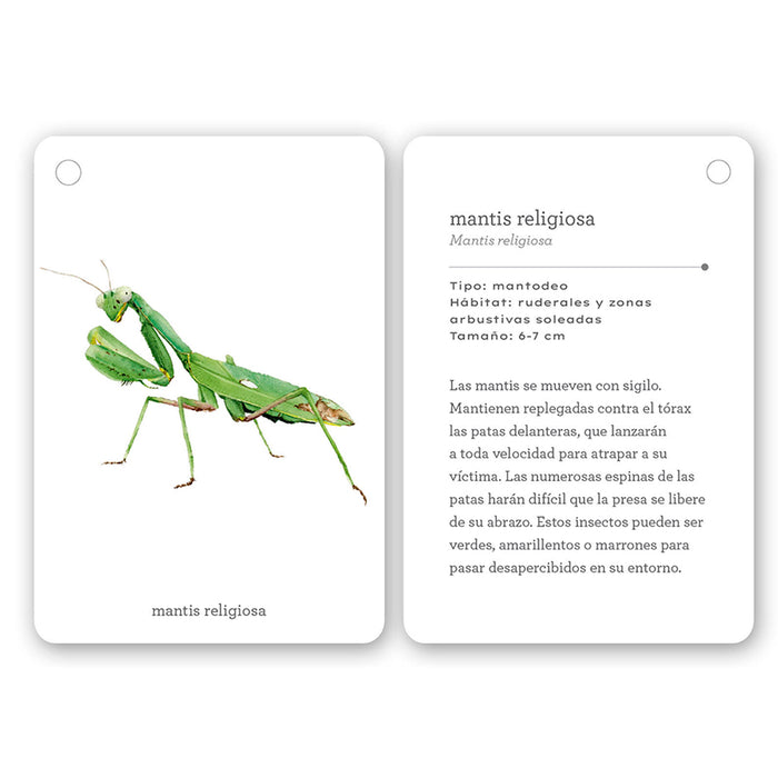 Guía - "Fíjate: Insectos" de Anna Sanjuan y Alex Nogués