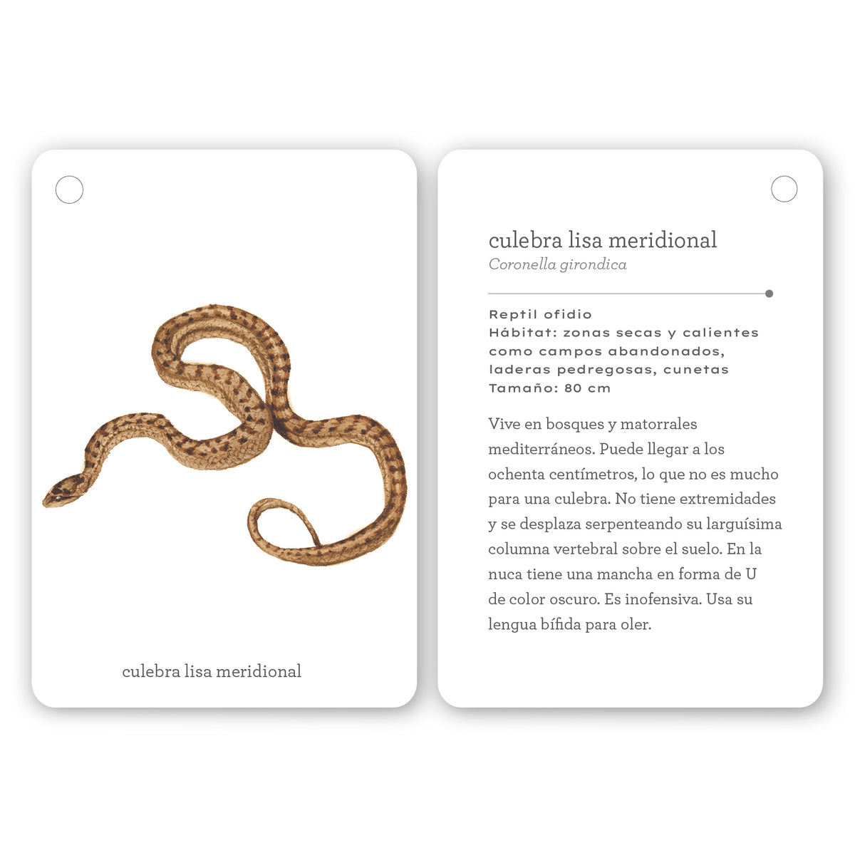 Guía - "Fíjate: Reptiles y Anfibios" de Anna Sanjuan y Alex Nogués