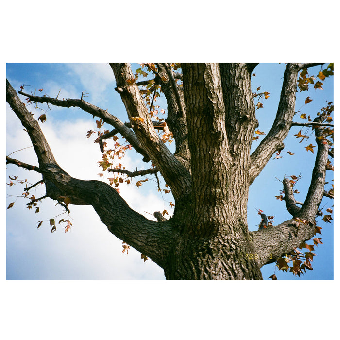 Película - Fujicolor C400 36 Exp.