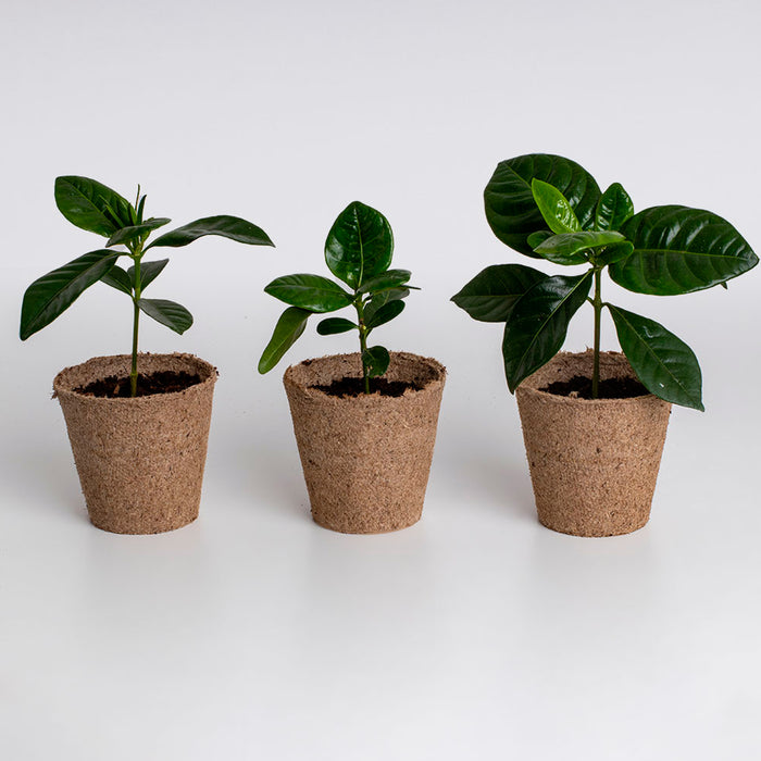 Kit autocultivo - Café