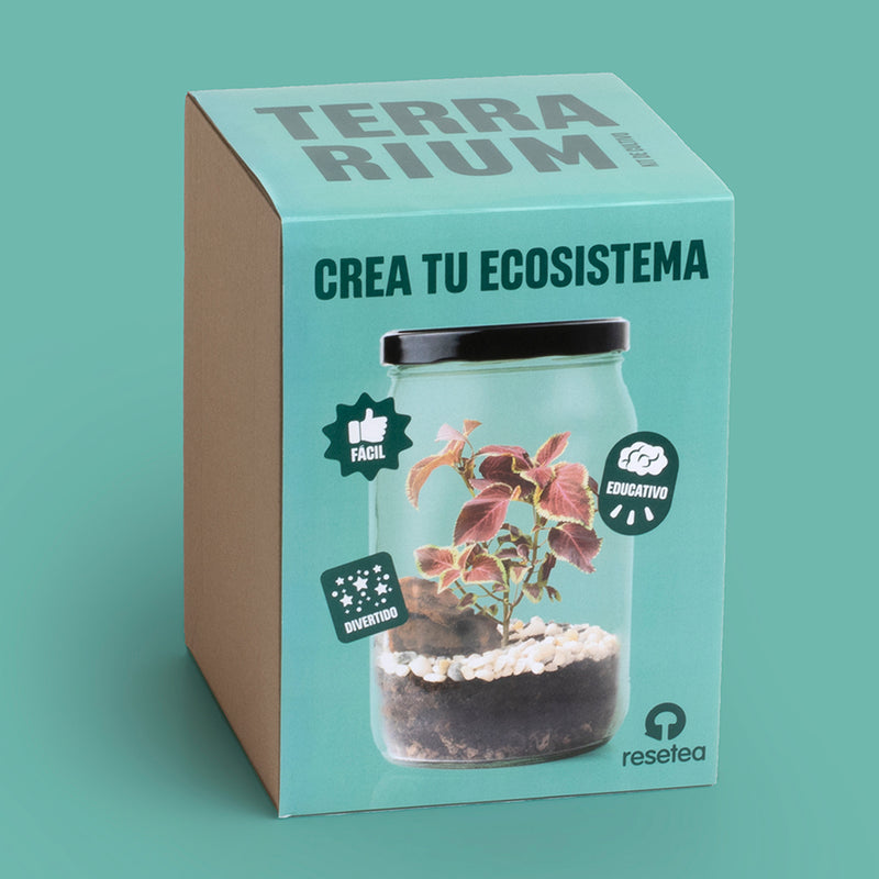 Kit autocultivo - Terrarium 🌳