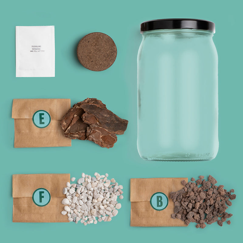 Kit autocultivo - Terrarium 🌳