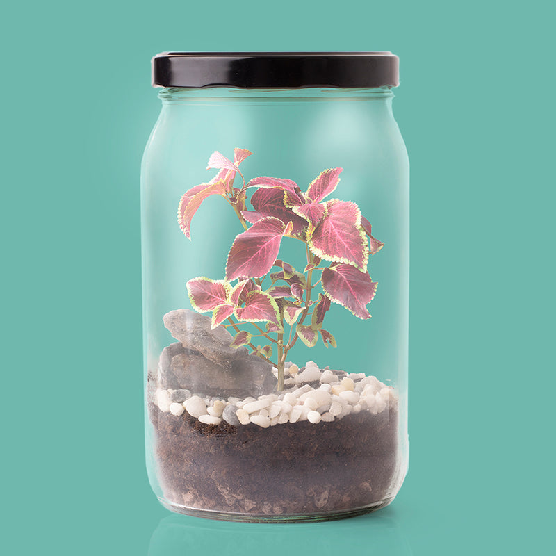 Kit autocultivo - Terrarium 🌳