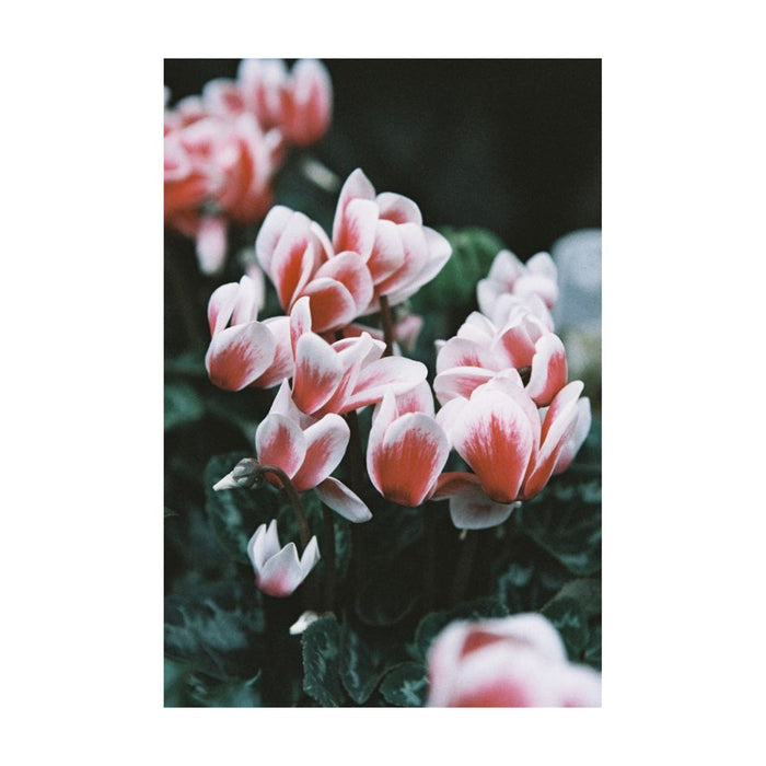 Película - LomoChrome Color'92 400 36Exp.