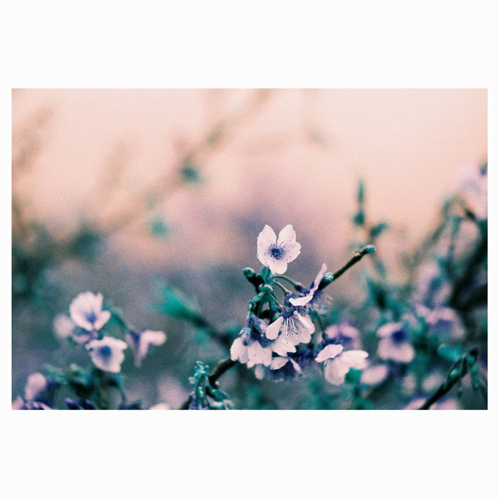 Película Lomography - LomoChrome Turquoise 100-400 36Exp.