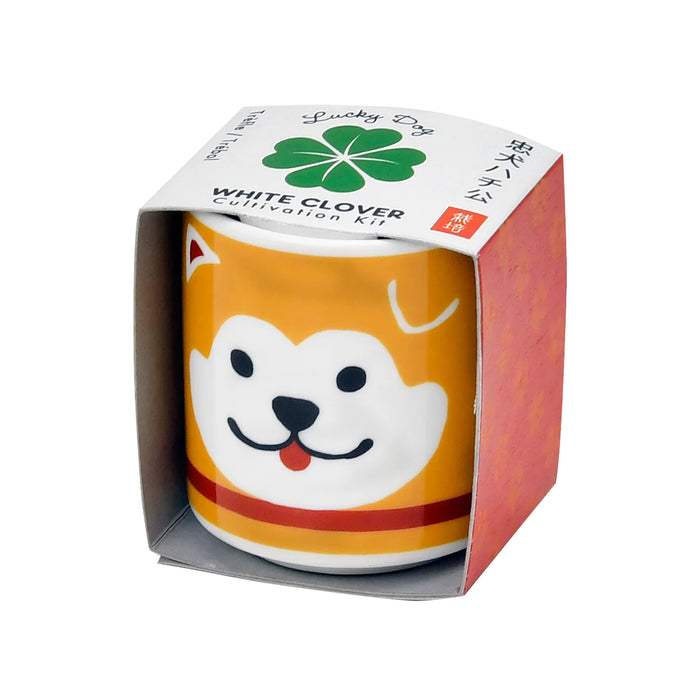 Planta de la suerte - Akita