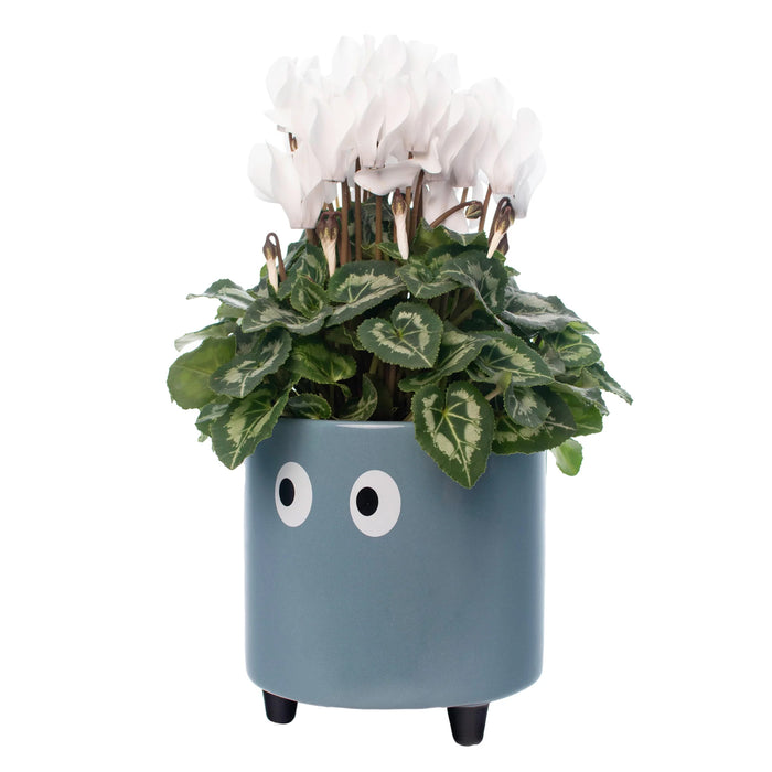 Macetero - Ojos Azul 👀