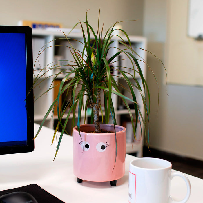 Macetero - Ojos Rosa 👀