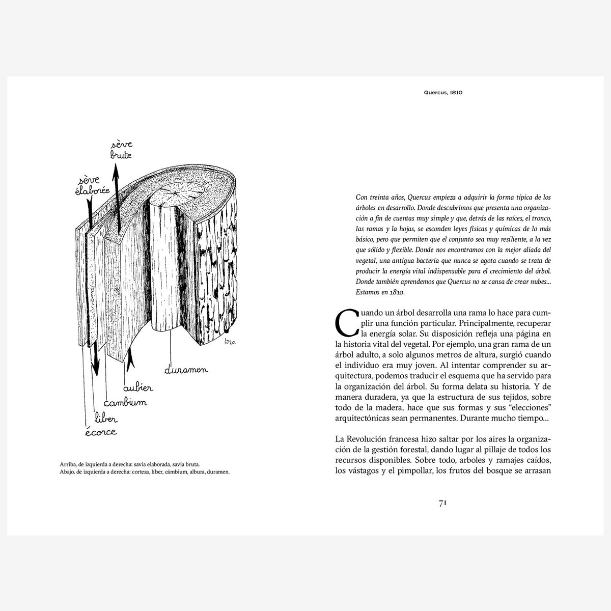 Libro - "Ser un roble, La fascinante historia bajo la corteza de Quercus" de Laurent Tillon
