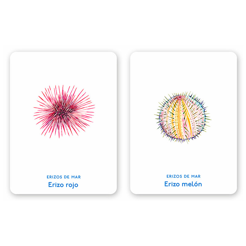 Juego de memoria - "Un mar de animales" 🐡🐙