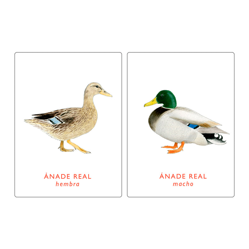 Juego de memoria - "Un par de Aves" 🐦