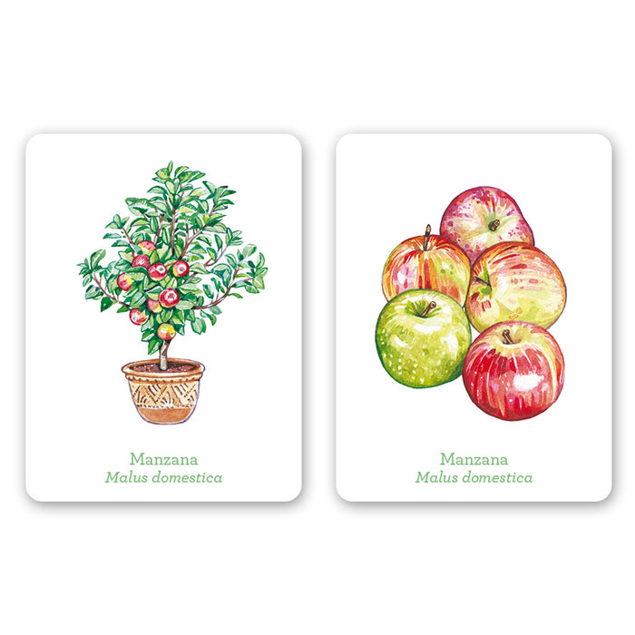 Juego de memoria - "Una planta, un fruto" 🌳🍎
