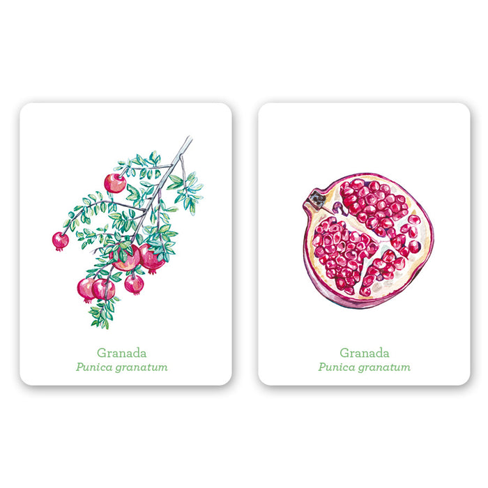 Juego de memoria - "Una planta, un fruto" 🌳🍎