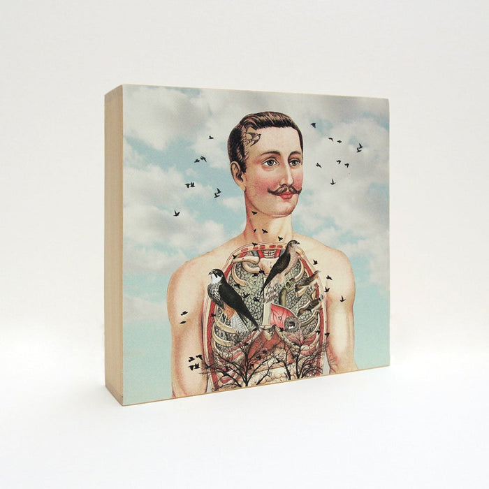 Caja de luz - "Atrapa-pájaros" de El Lucernario