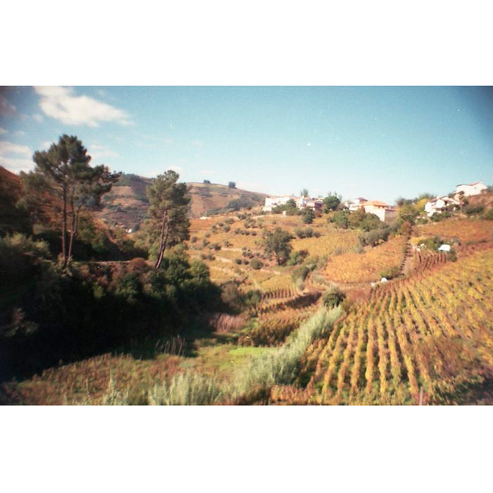 Fotografía a color de campo tomada con la película Fujicolor C200 de 35mm por Alexandra Guedes.