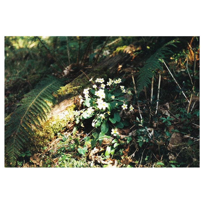 Película - Futura XTR200 24 Exp.