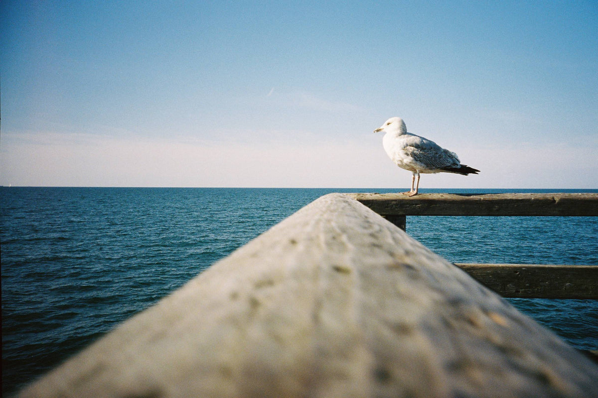 Película - Kodak Portra 400 36 Exp.