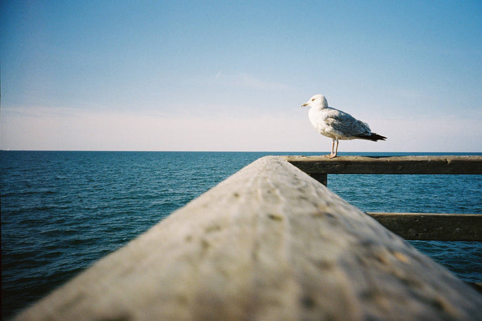 Película - Kodak Portra 400 36 Exp.