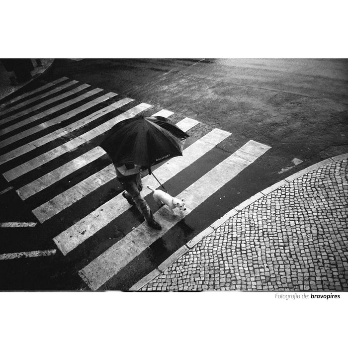 Fotografía en banco y negro tomada con la película Kodak Trix ISO 400 de un plano picado de un paso de cebra por el que pasa un hombre con paraguas y su perro