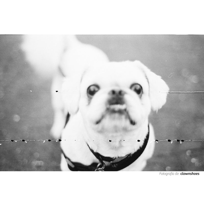 Fotografía en banco y negro tomada con la película Kodak Trix ISO 400 de un perro pequeño de color blanco