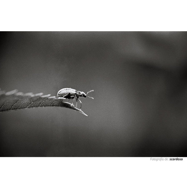 Fotografía en banco y negro tomada con la película Kodak  Trix  ISO  400 de un pequeño escarabajo sobre una hoja. 