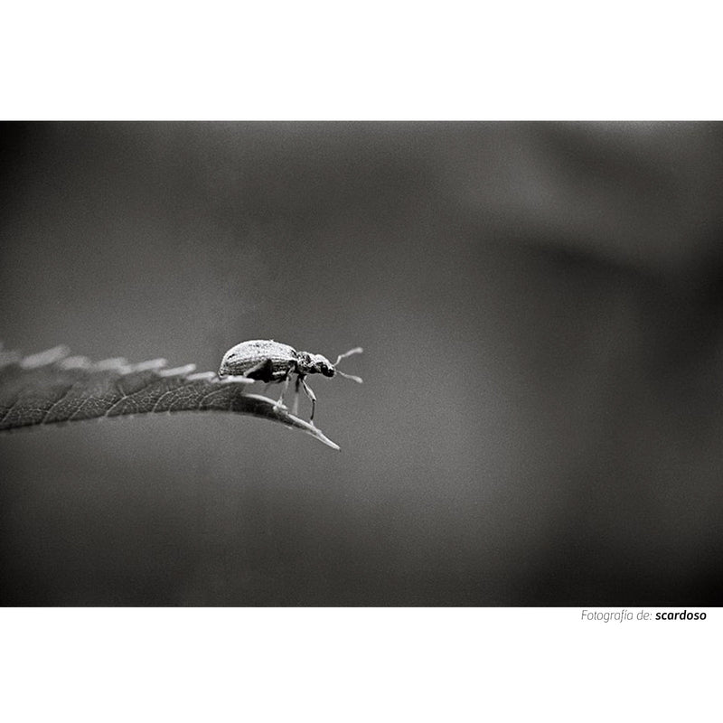 Fotografía en banco y negro tomada con la película Kodak Trix ISO 400 de un pequeño escarabajo sobre una hoja.