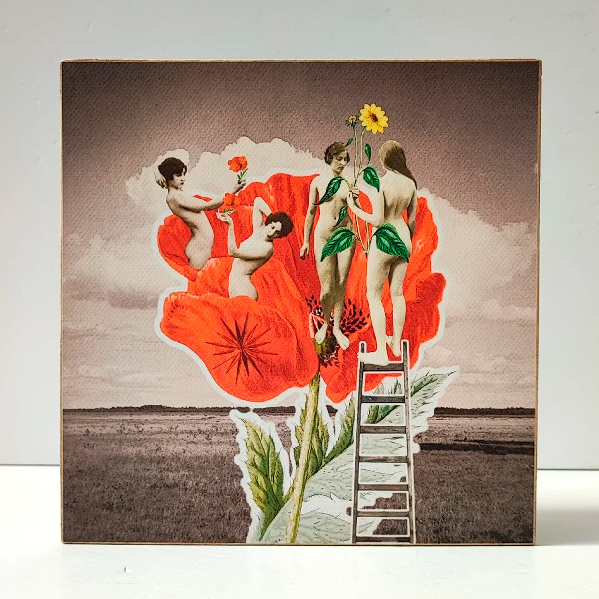 Caja de luz - "Amapola, espíritus silvestres" de El Lucernario