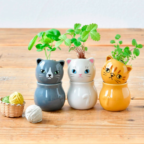 Semillero - Corocoro Cats 🐱🌱