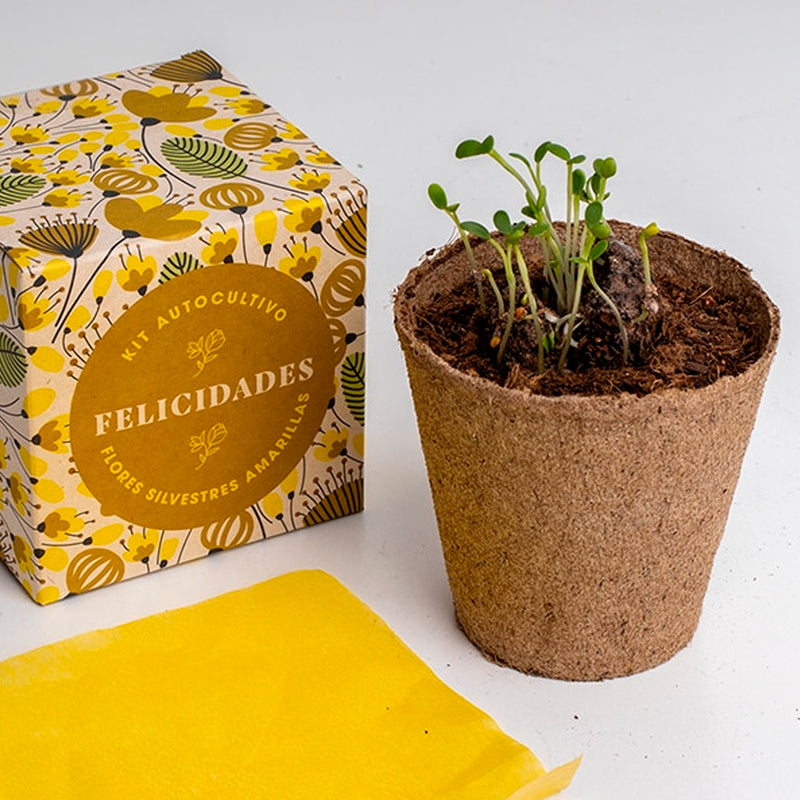 Kit autocultivo -  "Felicidades"