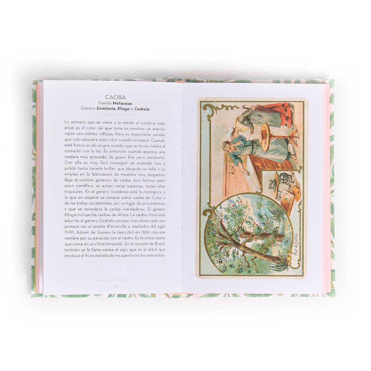 Libro - "El pequeño libro de los Árboles" de Dominique Pen Du