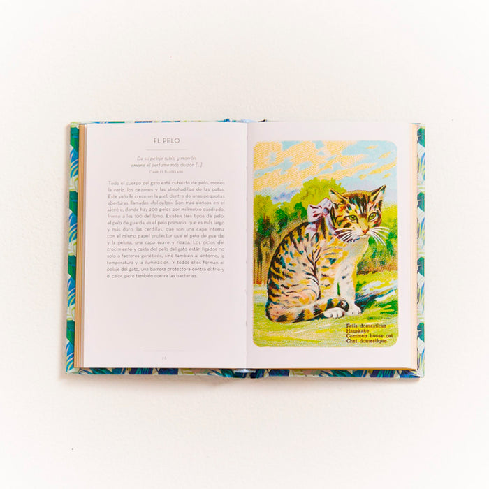 Libro - "El pequeño libro de los Gatos" de Brigitte Bulard-Cordeau