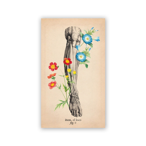 Baraja de Tarot - "El tarot de Anatomía y Botánica Antiguas" de Claire Goodchild