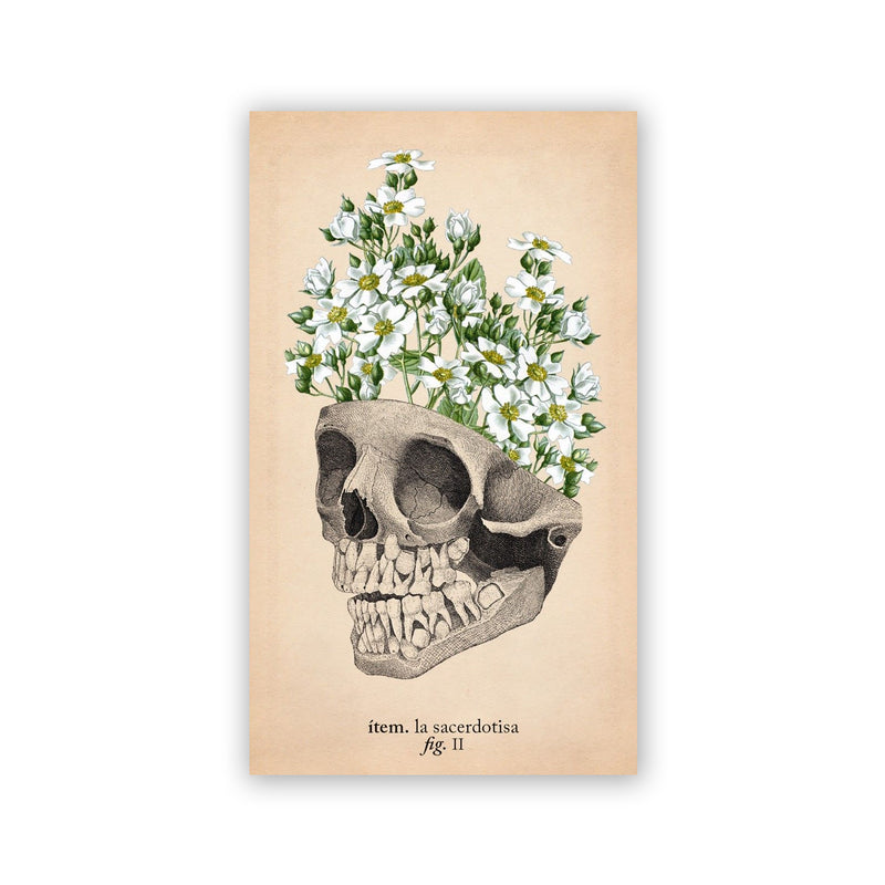 Baraja de Tarot - "El tarot de Anatomía y Botánica Antiguas" de Claire Goodchild
