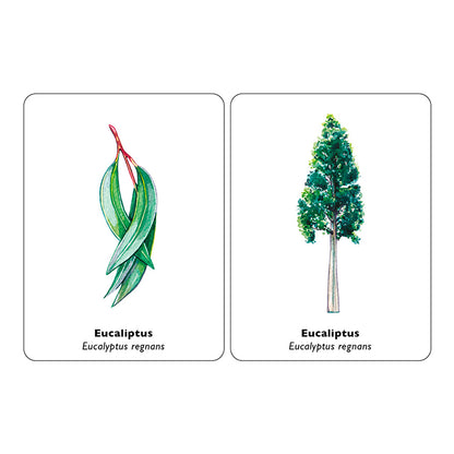 Juego de memoria - "Encuentra la hoja" 🌲🍁