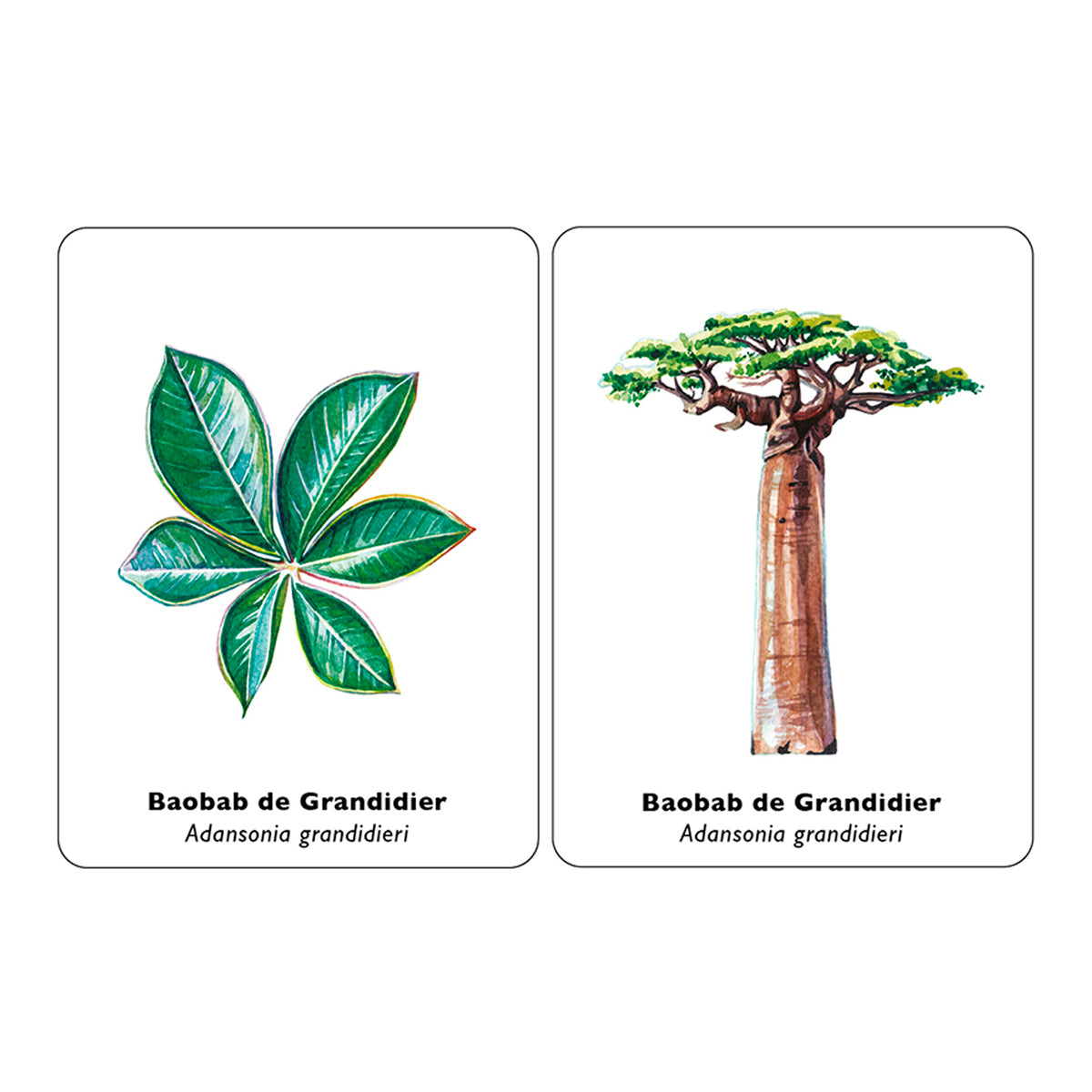 Juego de memoria - "Encuentra la hoja" 🌲🍁