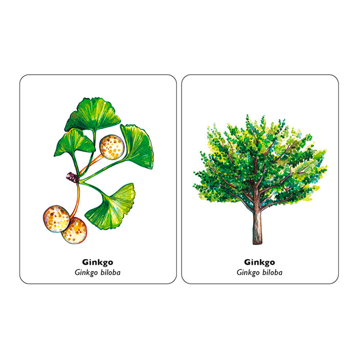 Juego de memoria - "Encuentra la hoja" 🌲🍁