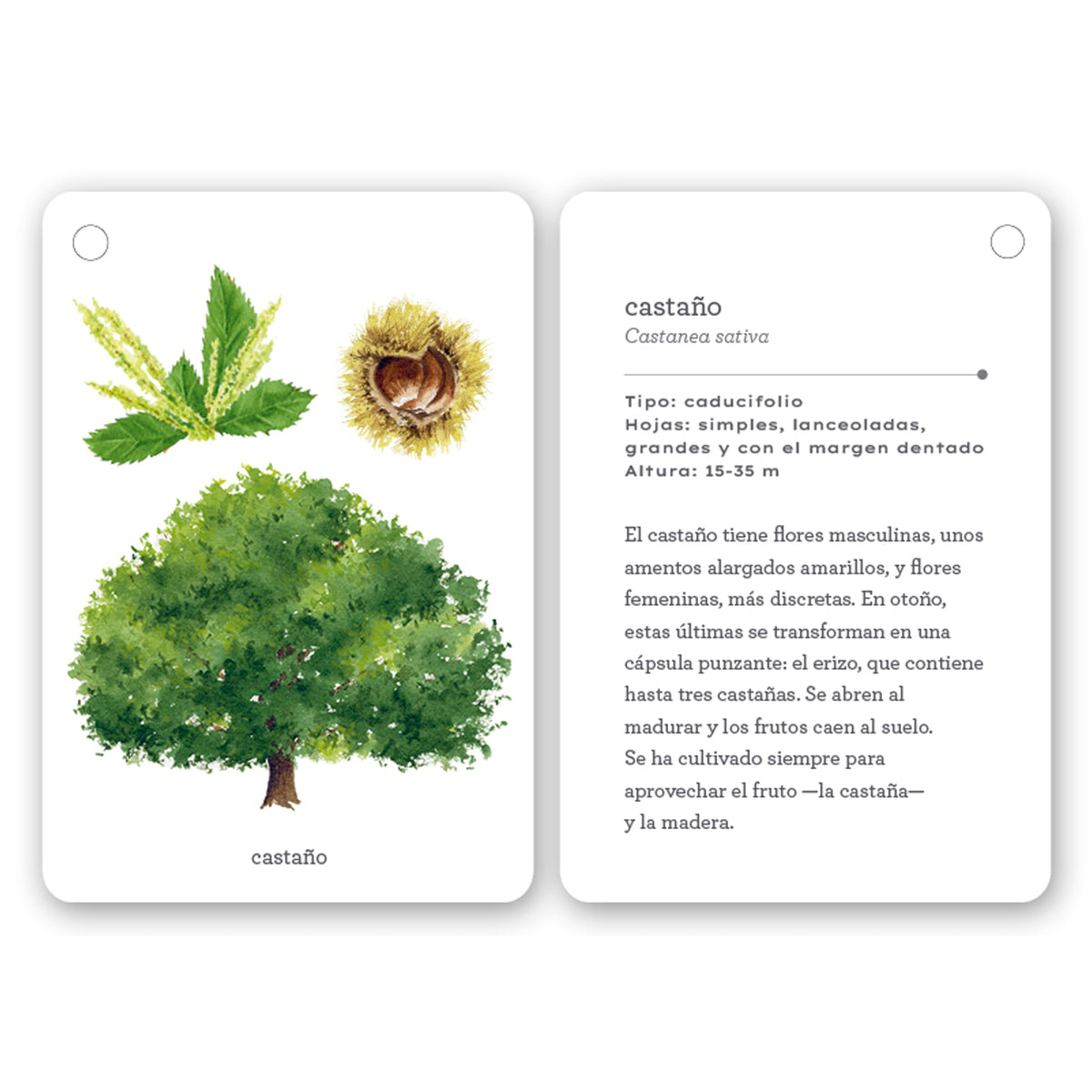 Guía - "Fíjate: Árboles" de Anna Sanjuan y Carme Clopés