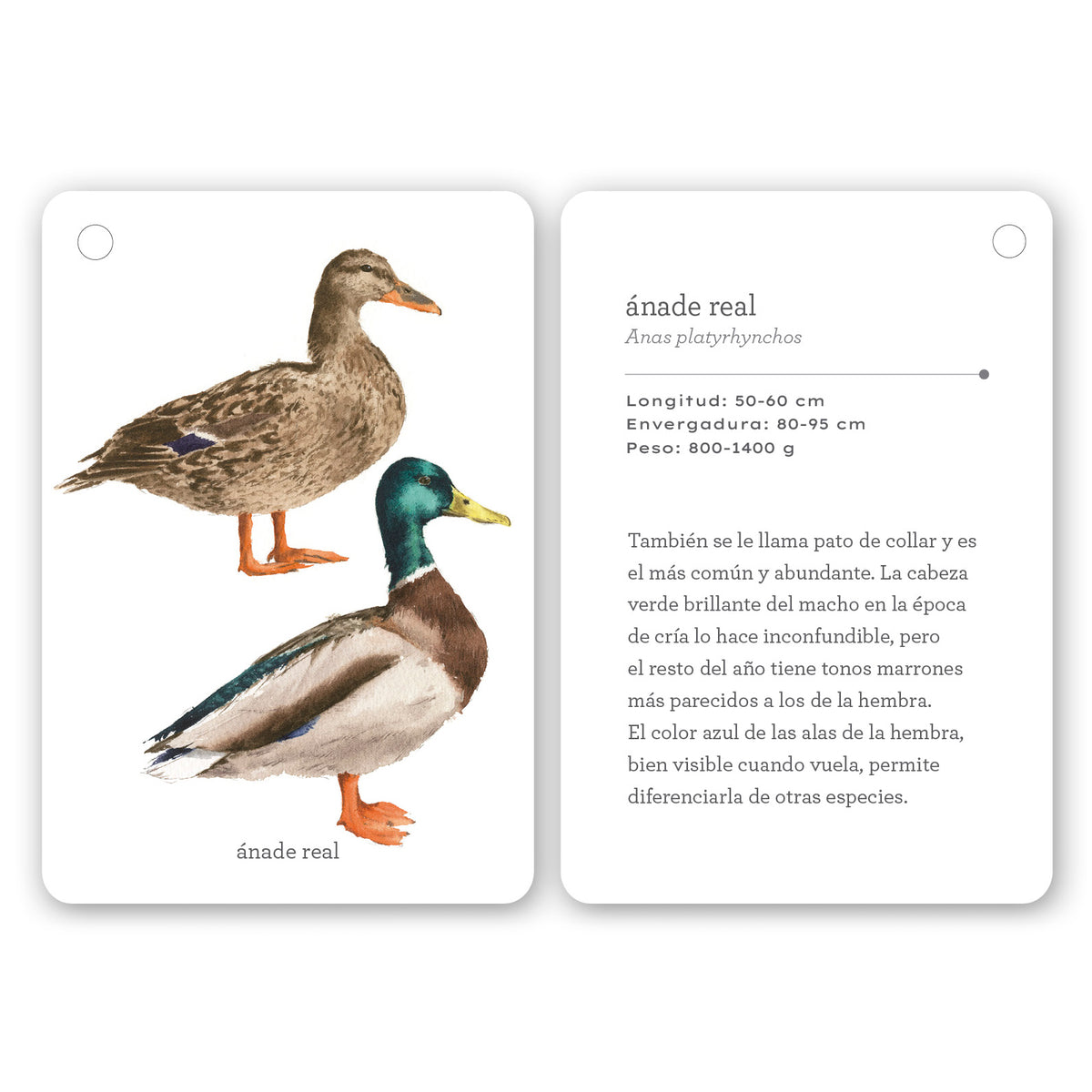 Guía - "Fíjate: Aves" de Anna Sanjuan y Ramón Baucells