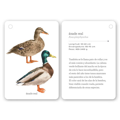 Guía - "Fíjate: Aves" de Anna Sanjuan y Ramón Baucells
