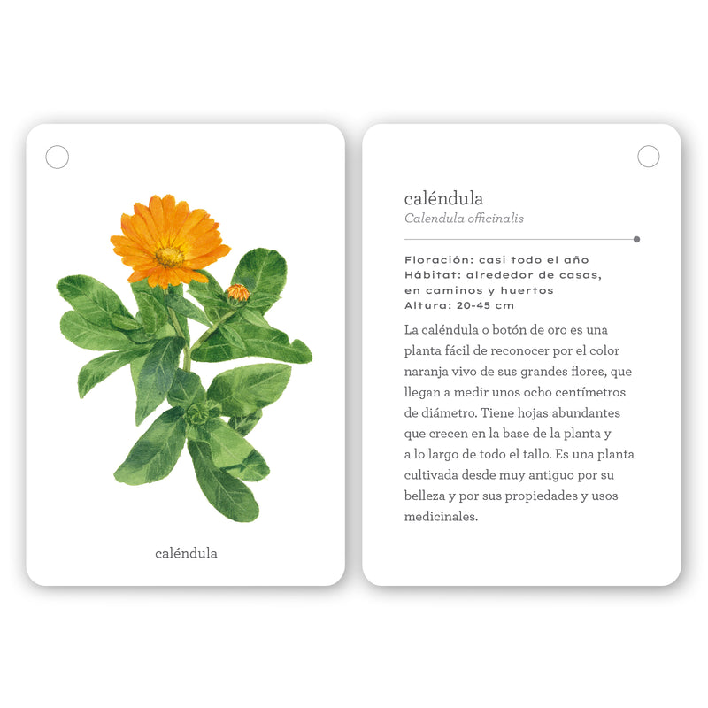 Guía - "Fíjate: Flores Silvestres" de Anna Sanjuan y Ramon Baucells