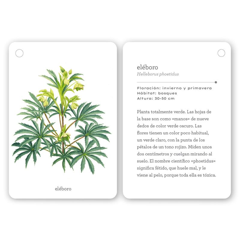 Guía - "Fíjate: Flores Silvestres" de Anna Sanjuan y Ramon Baucells