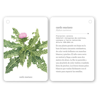 Guía - "Fíjate: Flores Silvestres" de Anna Sanjuan y Ramon Baucells